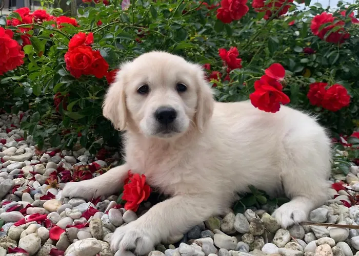 Le Rocher Classe Trois Etoiles, N1 * Verruyes